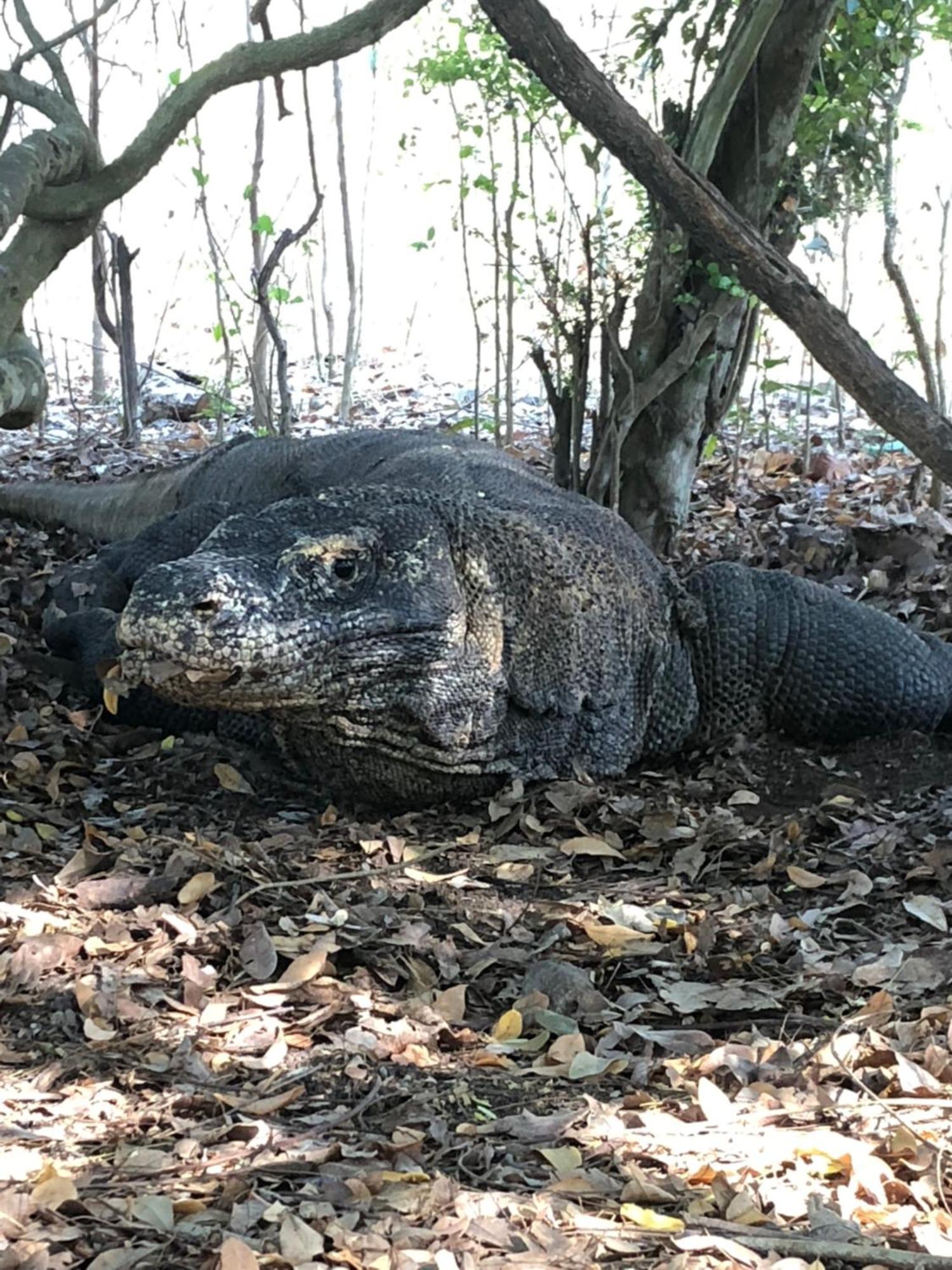 Dua Putri Komodo Homestay Екстериор снимка