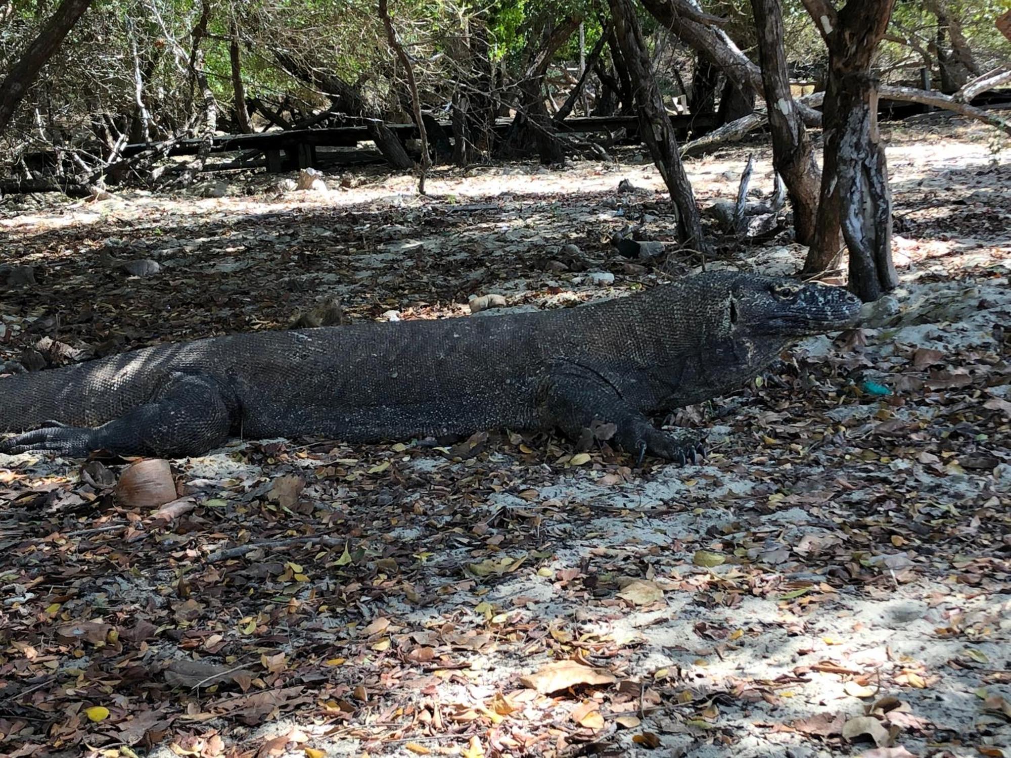 Dua Putri Komodo Homestay Екстериор снимка
