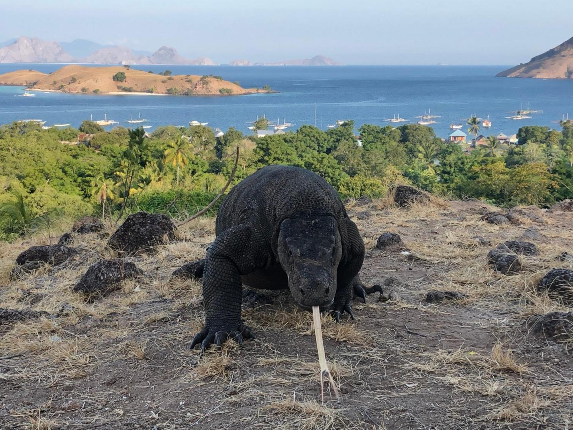 Dua Putri Komodo Homestay Екстериор снимка
